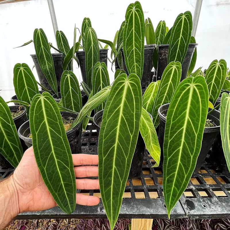 Anthurium Warocqueanum