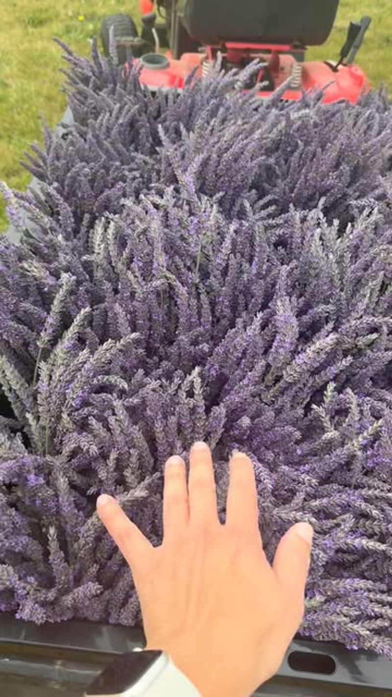 Lavender Fields Unite Joseph