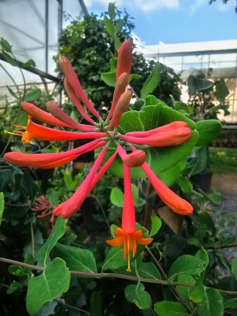 Honeysuckle