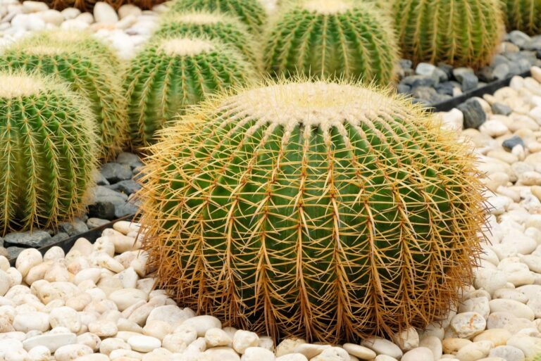 A lot of golden barrel cactus