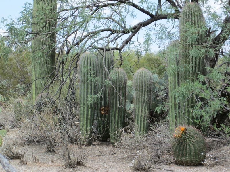 Majestic Saguaro: The Desert's Towering Giant