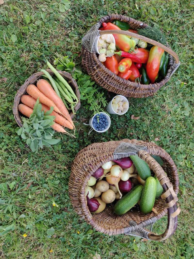 Nutritional Benefits of Home-Grown Produce