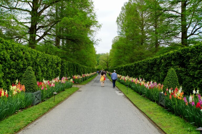 Beautiful snapdragon flowers along the street at Longwood Gardens, Kenneth Square, Pennsylvania