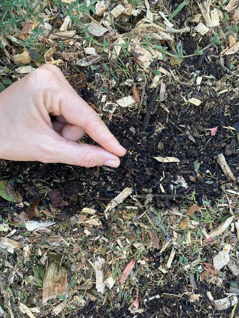 Using Fresh Wood Chips On Vegetable Gardens