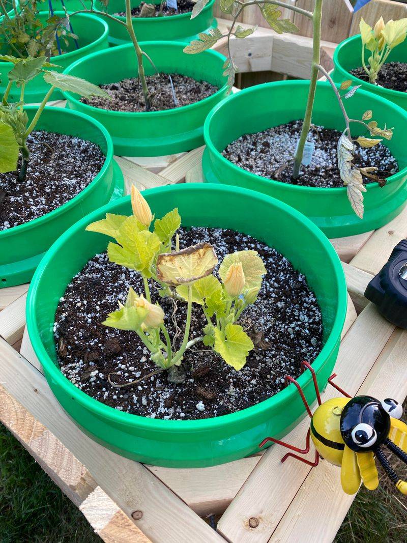 Bucket Bottom Planting