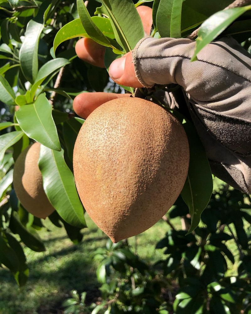 Sapodilla: Patient Gardener's Sweet Reward
