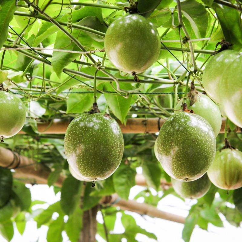Passion Fruit