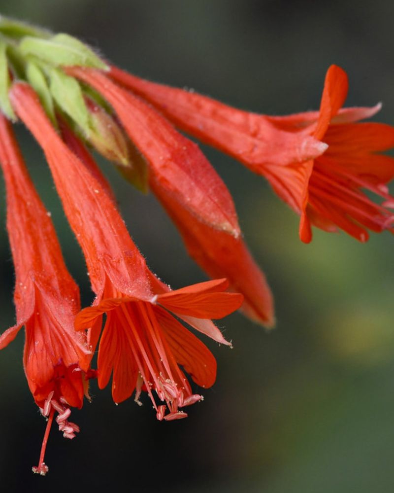 California Fuchsia (Epilobium canum)