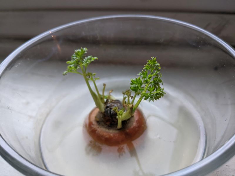 Carrot Top Ferns