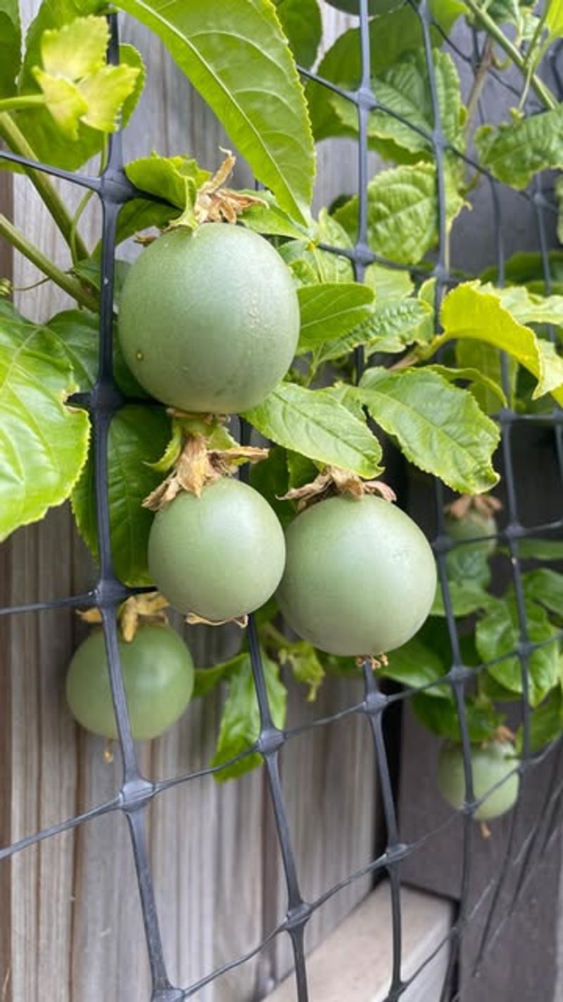 Passion Fruit