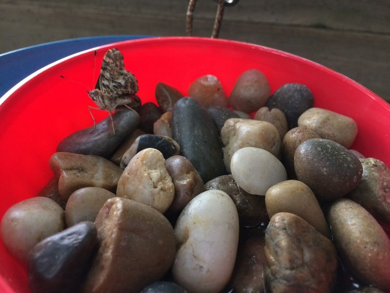 Rock-Warmed Water Dish