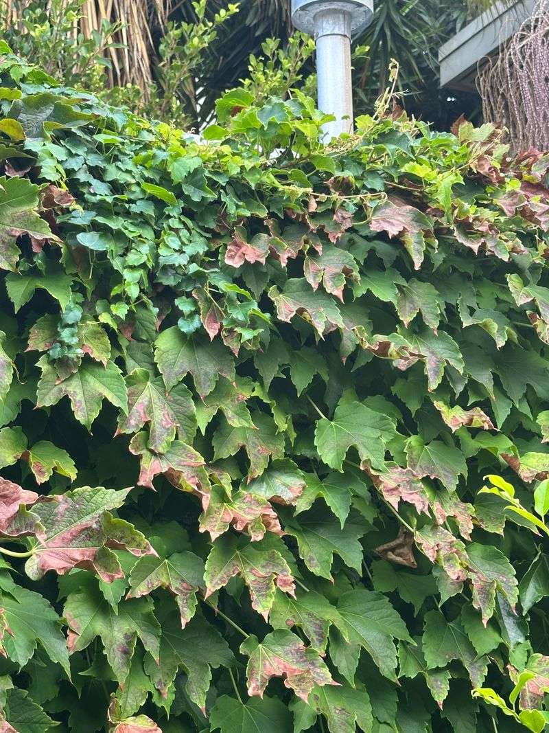 Boston Ivy