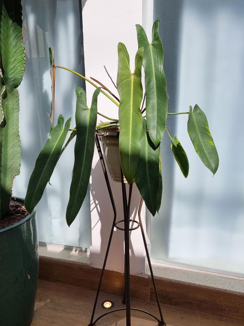 Spiritus Sancti Philodendron