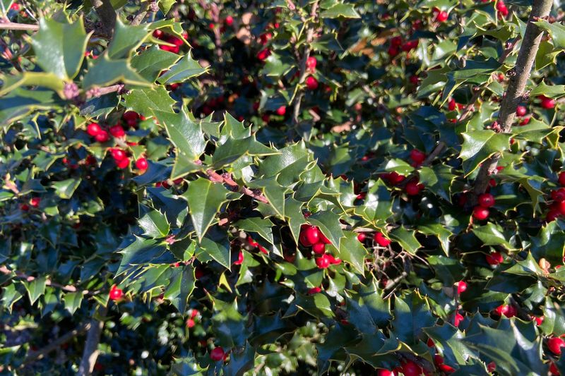 Nellie R. Stevens Holly (Ilex 'Nellie R. Stevens')