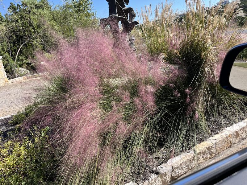Desert Muhly Creates Pink Cloud Effects
