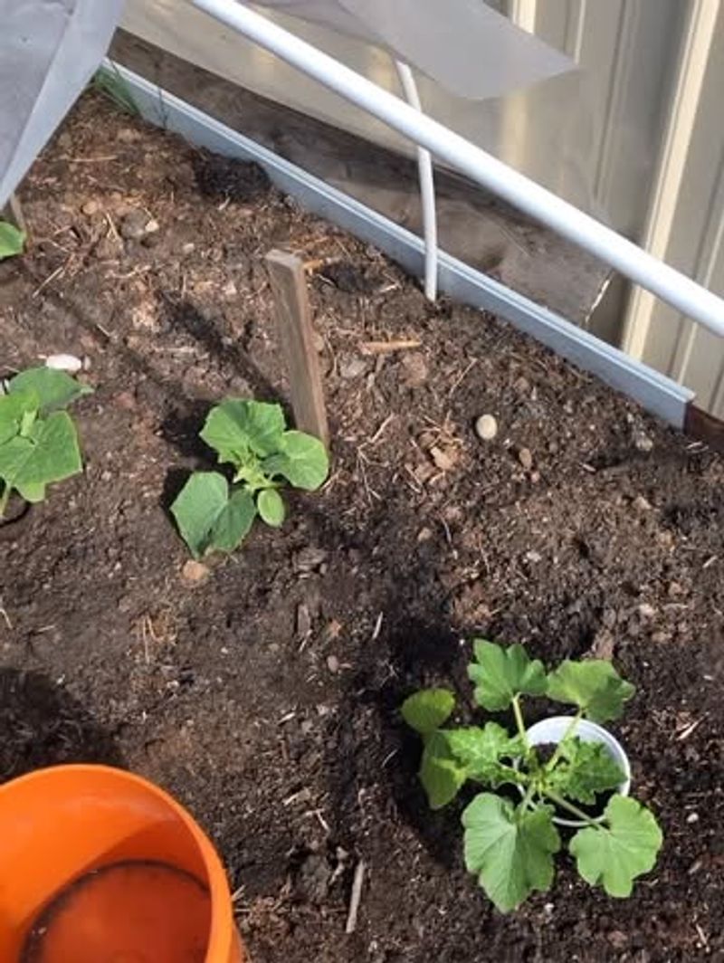 Protect Tender Plants