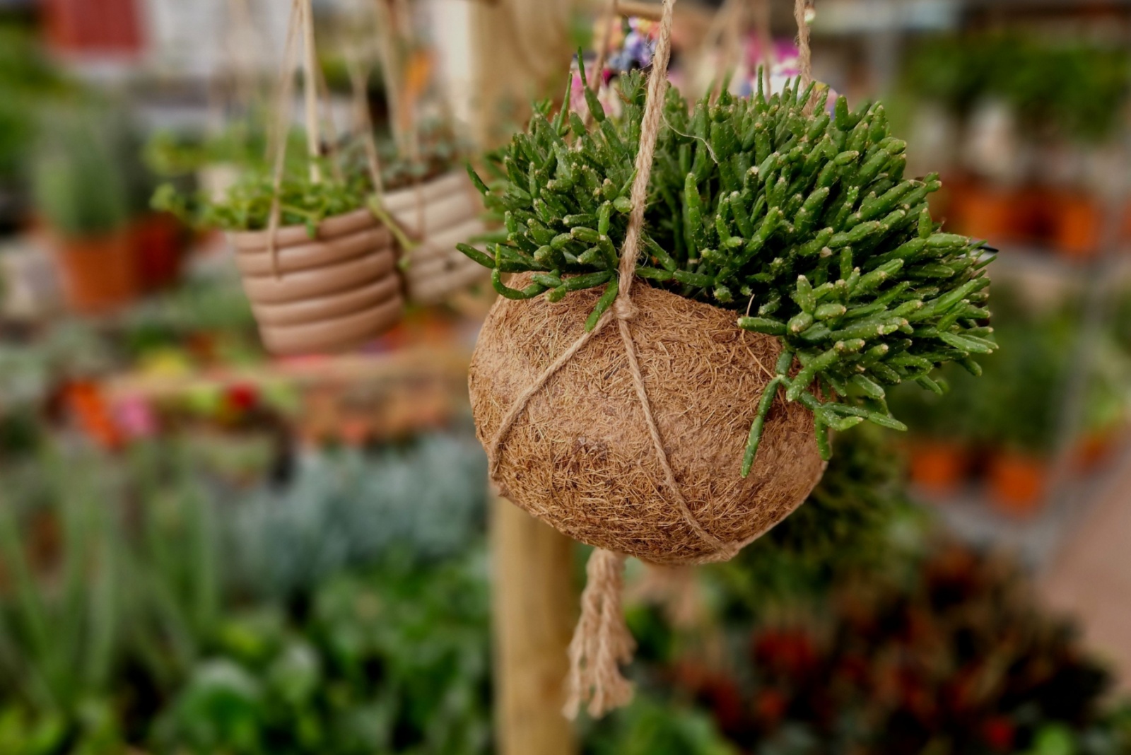 Plant-Based Decor Ideas Inspired By Oregon’s Eco-Gardens