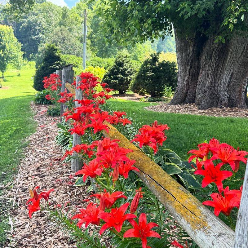 Apply Mulch For Protection