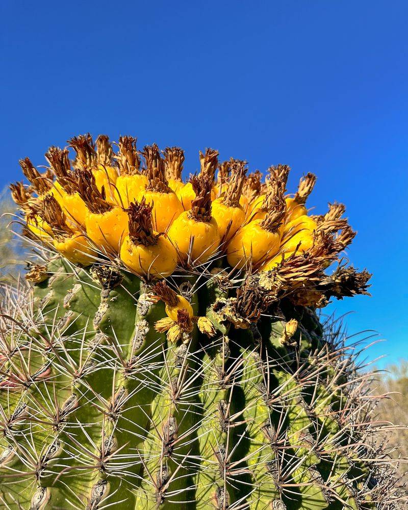 Integrate Barrel Cactus Clusters With Native Bunchgrasses