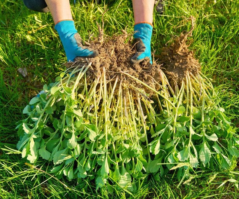 Divide Perennials