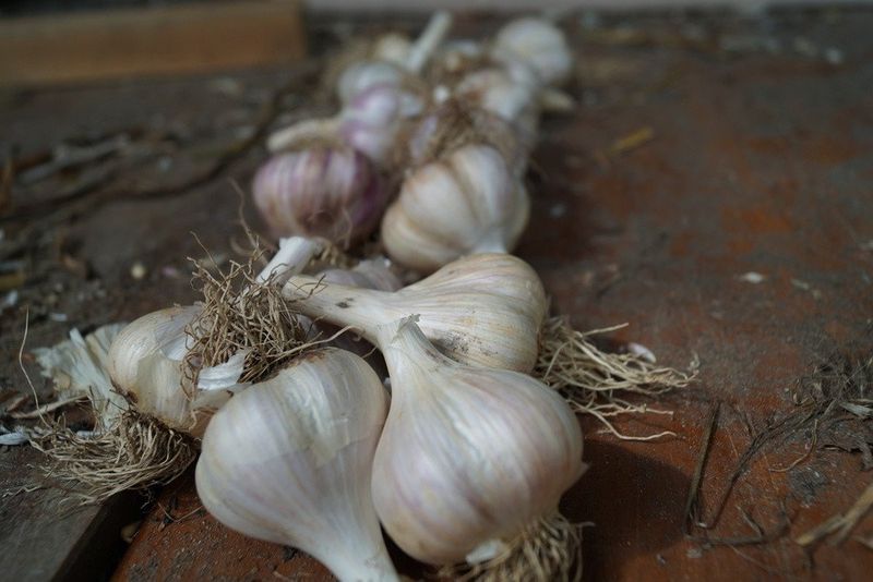 Order Garlic For October Planting