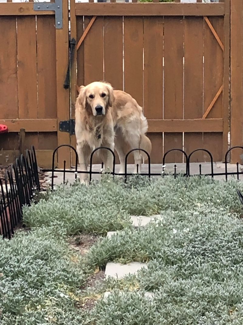 Supervise Pets Outdoors