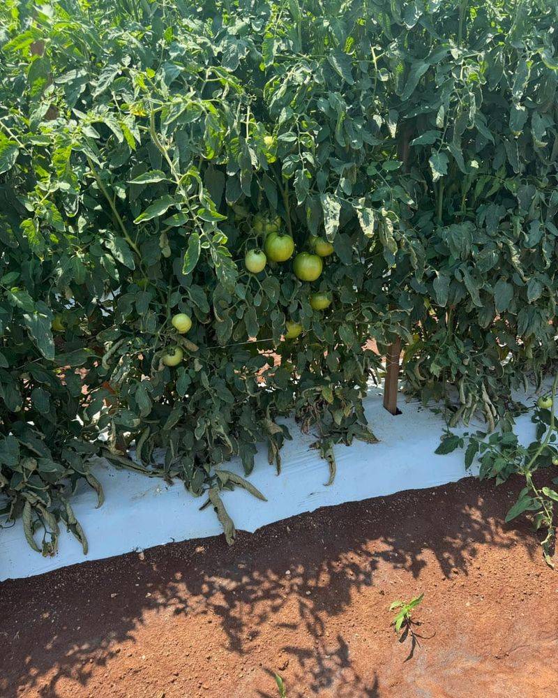 Try Succession Planting