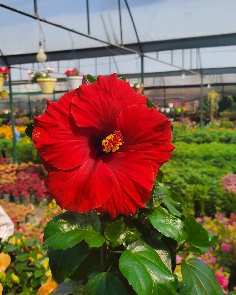 Select Single-Bloom Varieties
