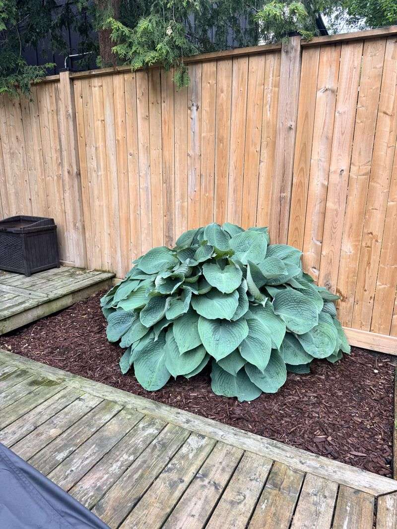 Improve Clay Soil With Amendments