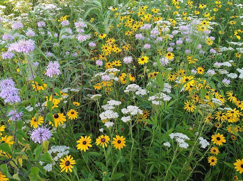 Mix Early And Late Season Nectar Sources