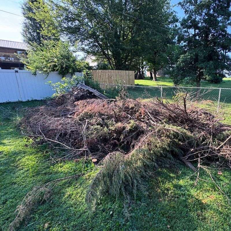 Create Brush Piles For Winter Wildlife Shelter