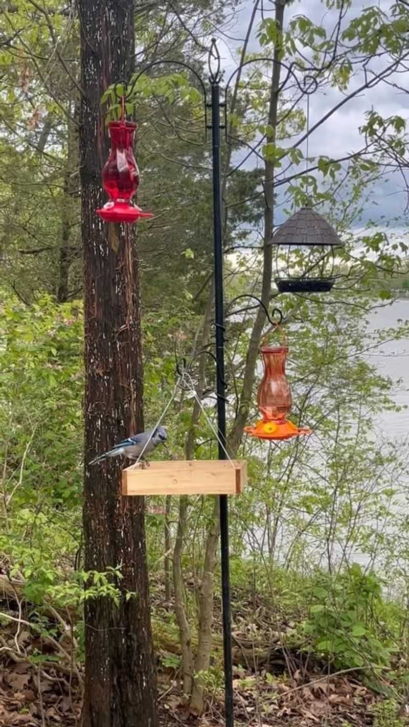 Add A Variety Of Bird Feeders