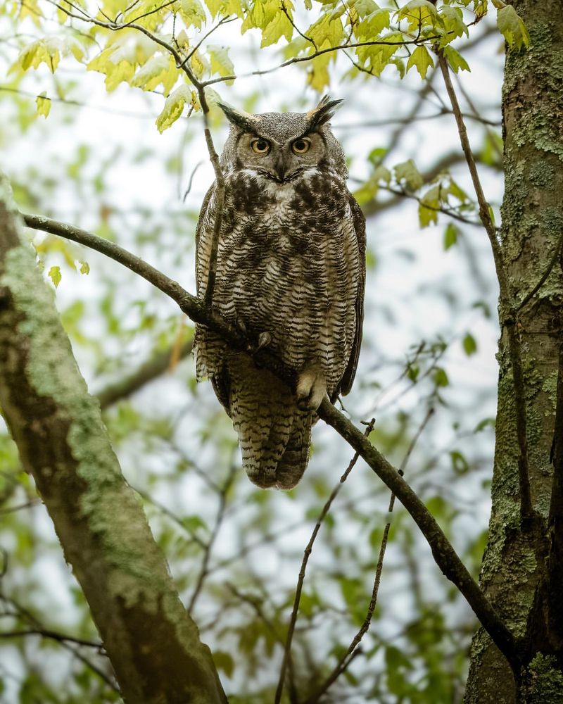 Eliminate Rodenticides And Limit Pesticides