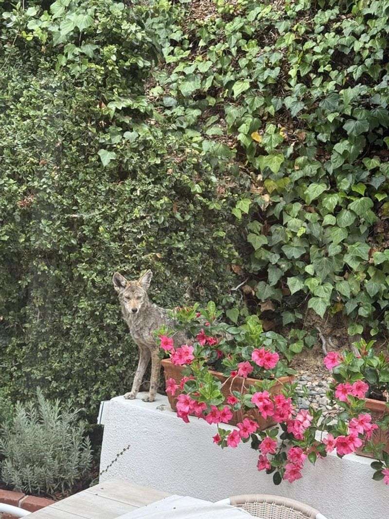 Feeding Wild Animals