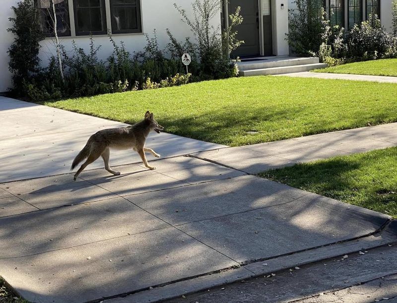 Feed Coyotes Intentionally