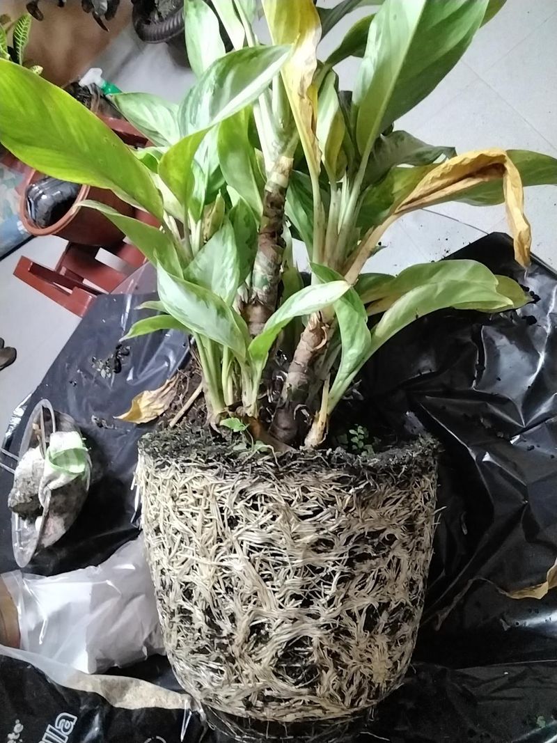 Divide Existing Plants Regularly