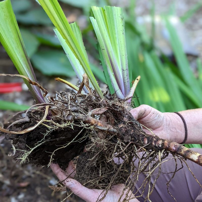 Divide Overcrowded Perennials