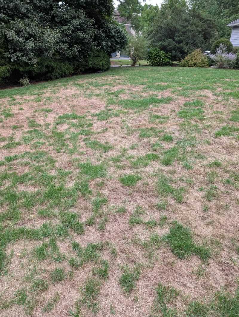 Prepare Lawn Areas