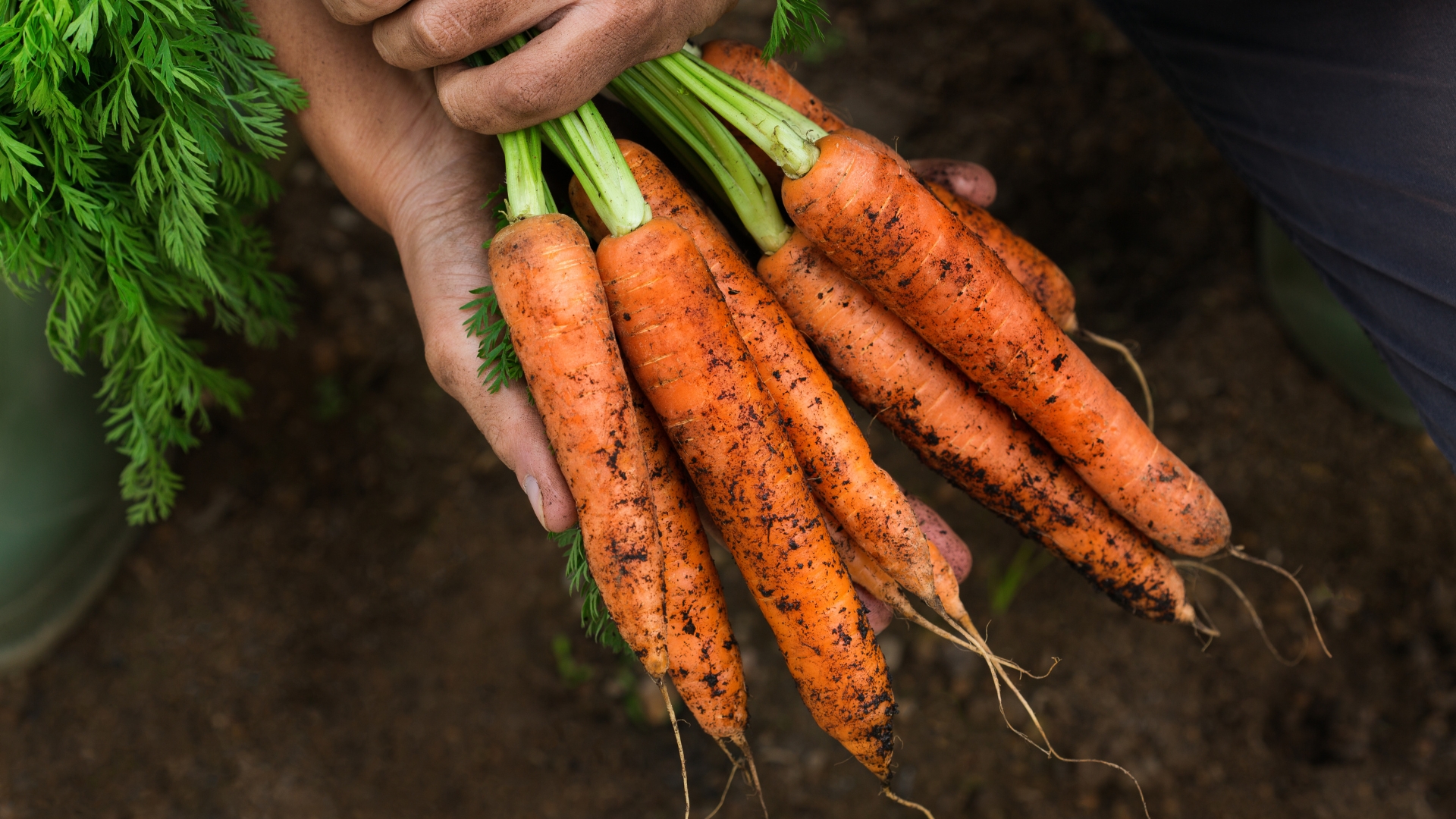 Plant These 18 Veggies In Georgia Now For A Christmas Harvest