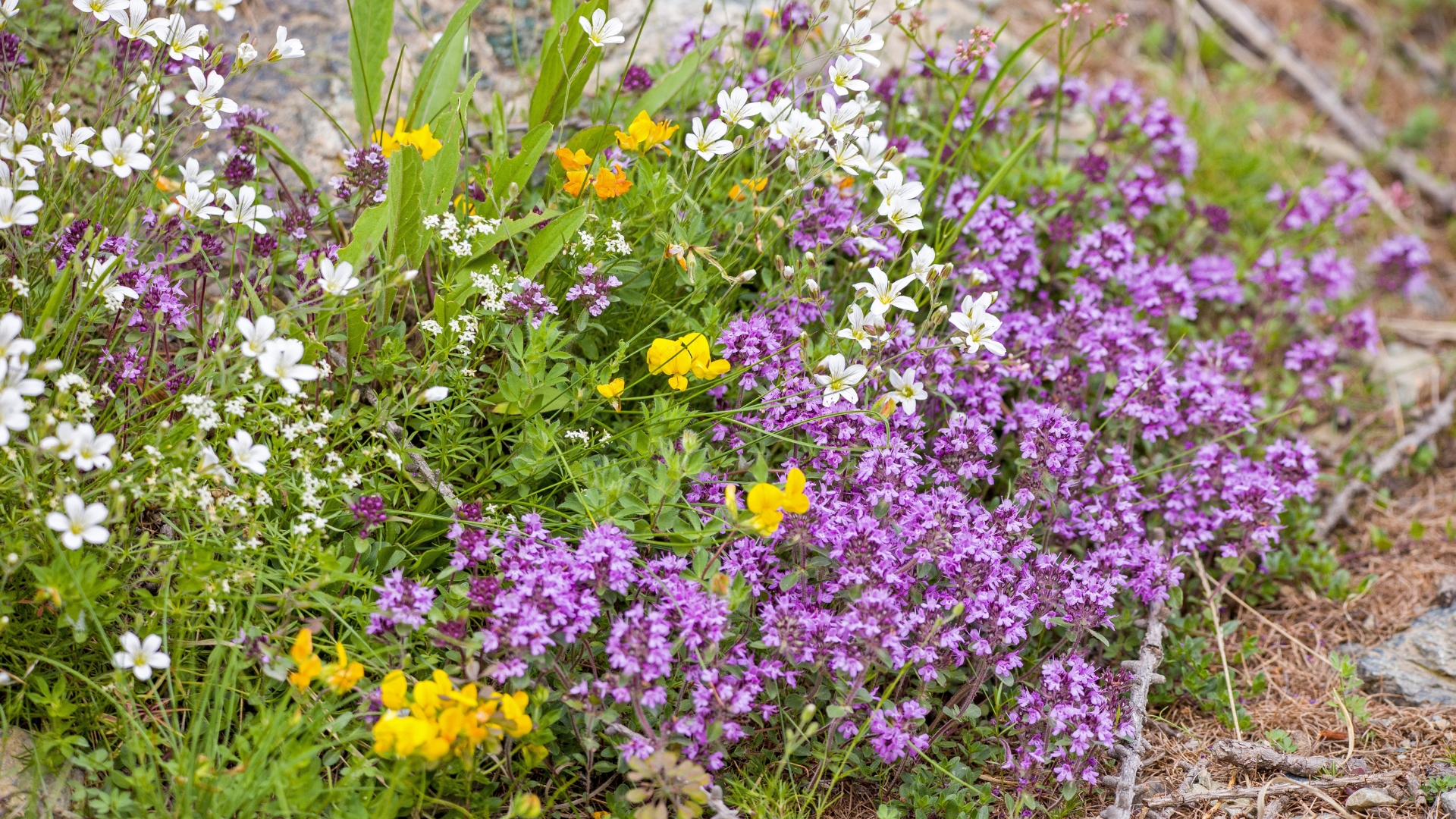Plant These Easy Groundcover In Idaho Before It Gets Too Cold