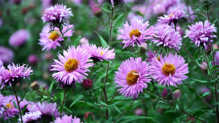 New England Aster