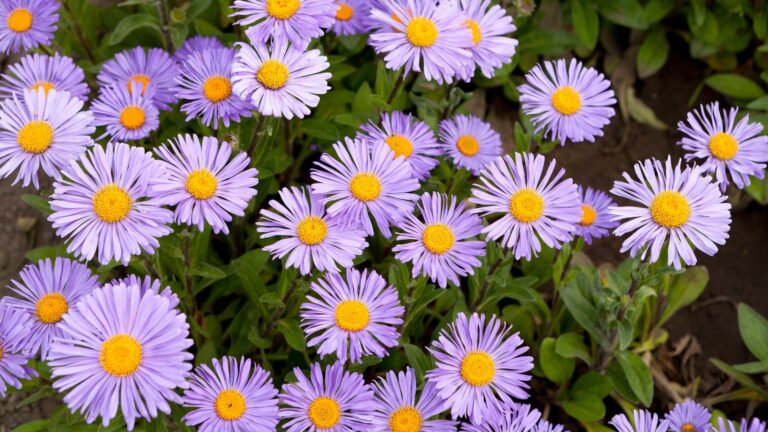 asters