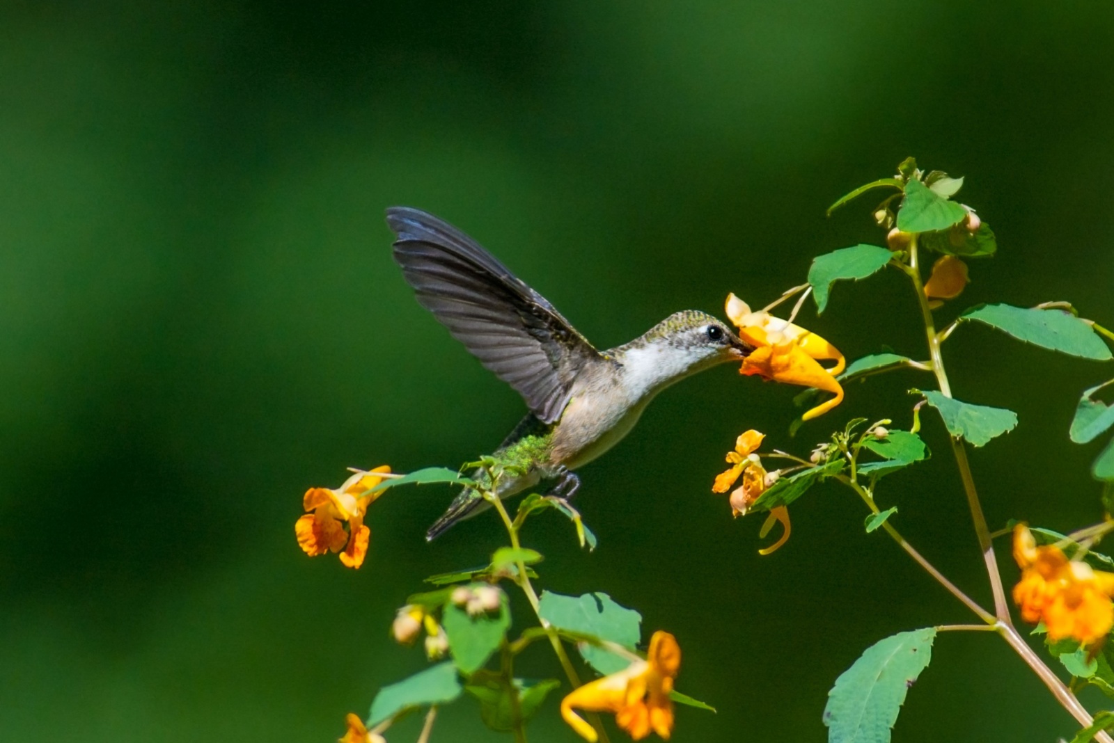 Plant These Special Flowers To Attract Hummingbirds In Illinois