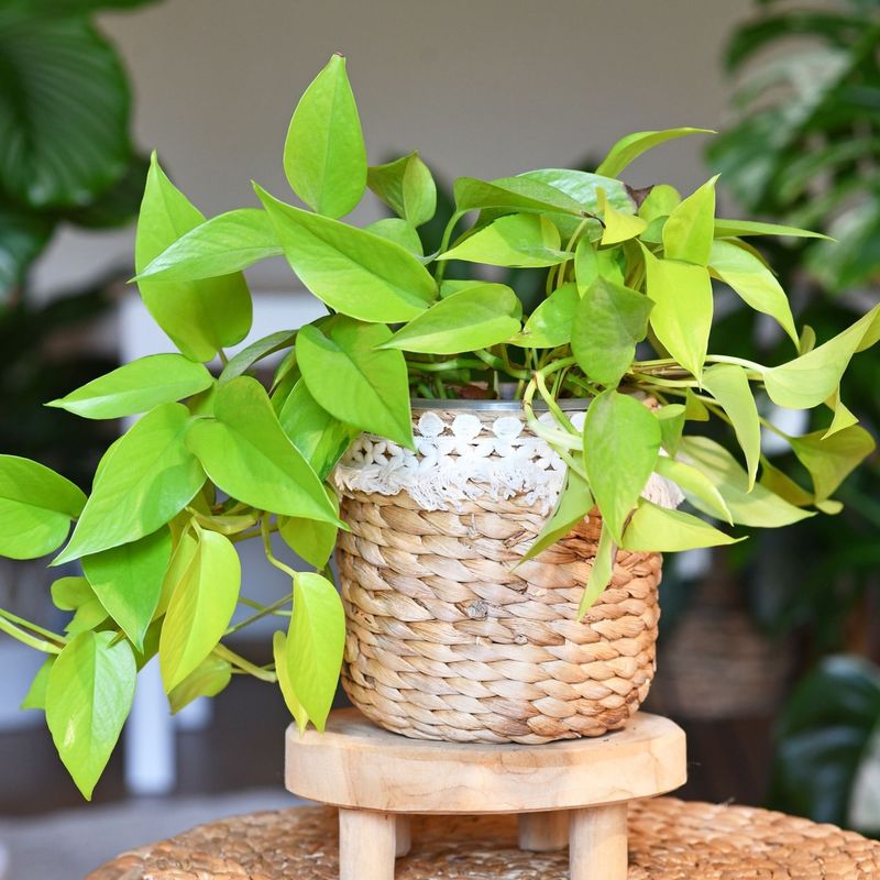 Bring Houseplants Inside