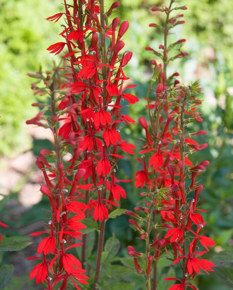 Establish Cardinal Flower Borders