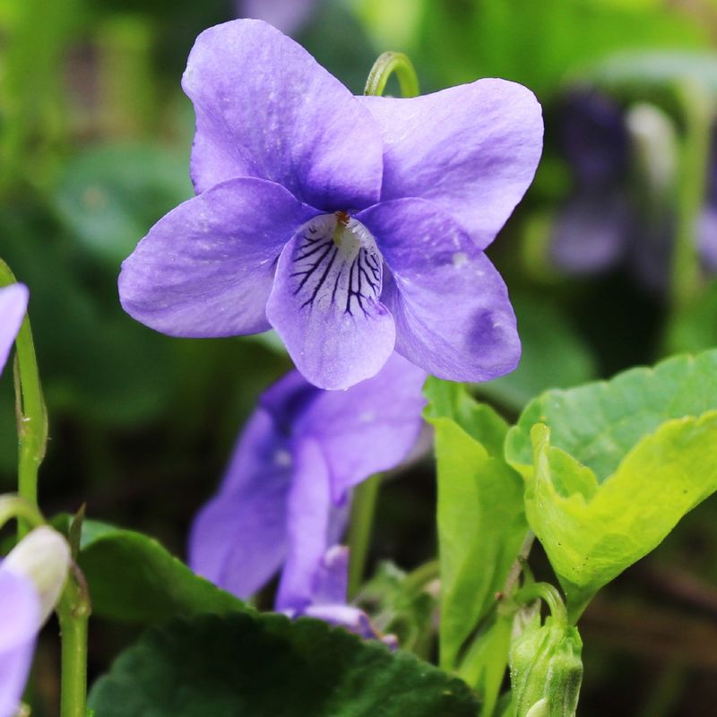 Violet's Delicate Moisture
