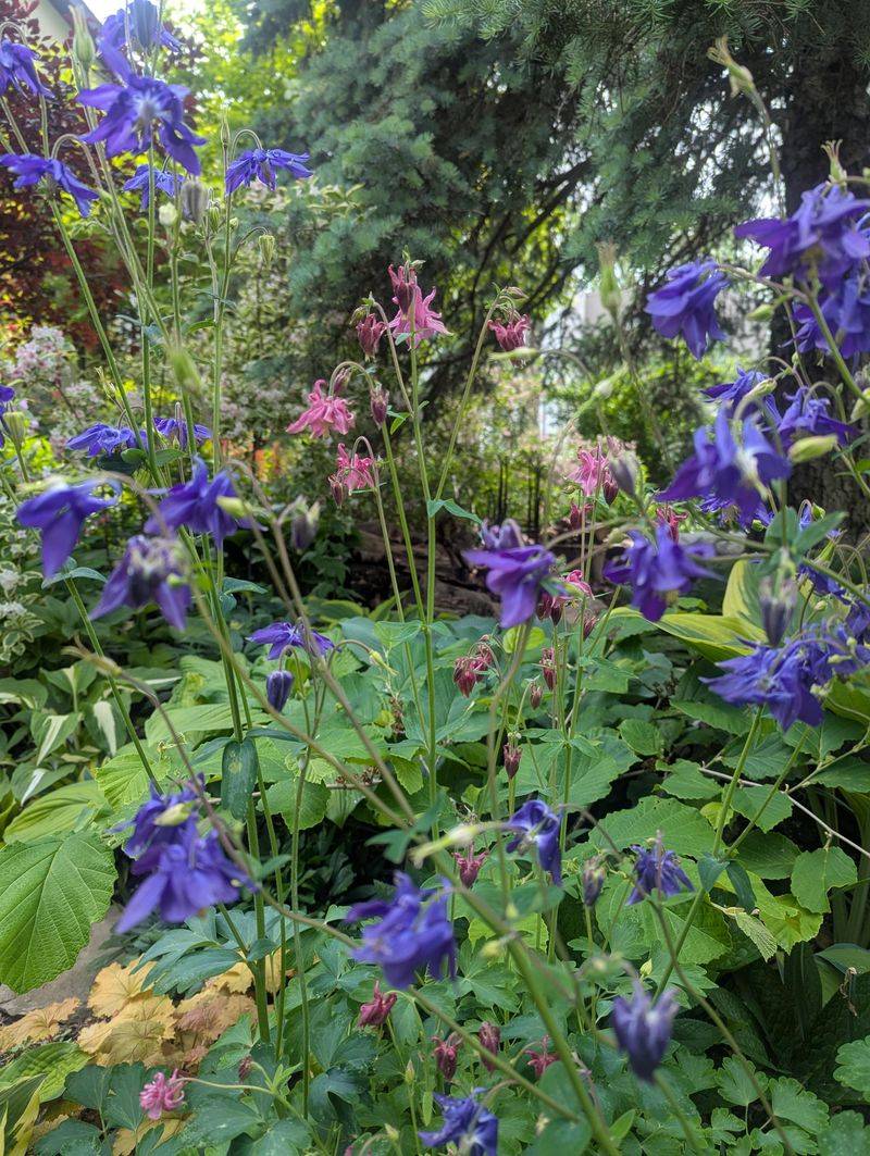 Mixing Columbine With Other Early Bloomers