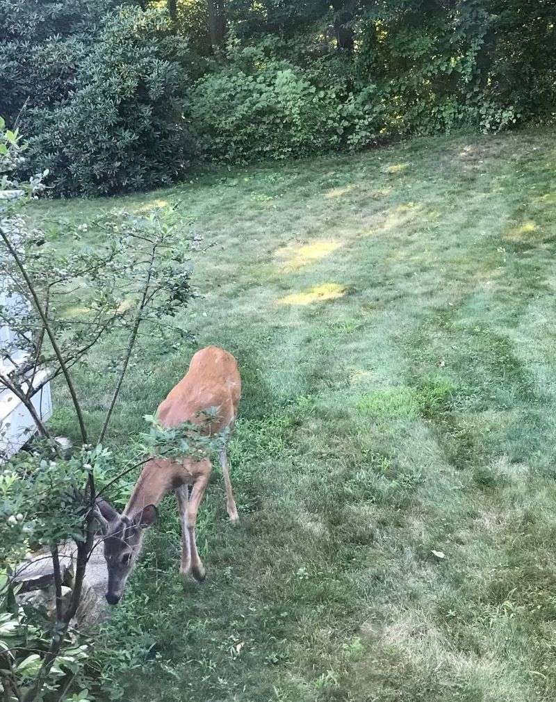 Underestimating Deer and Rabbit Damage