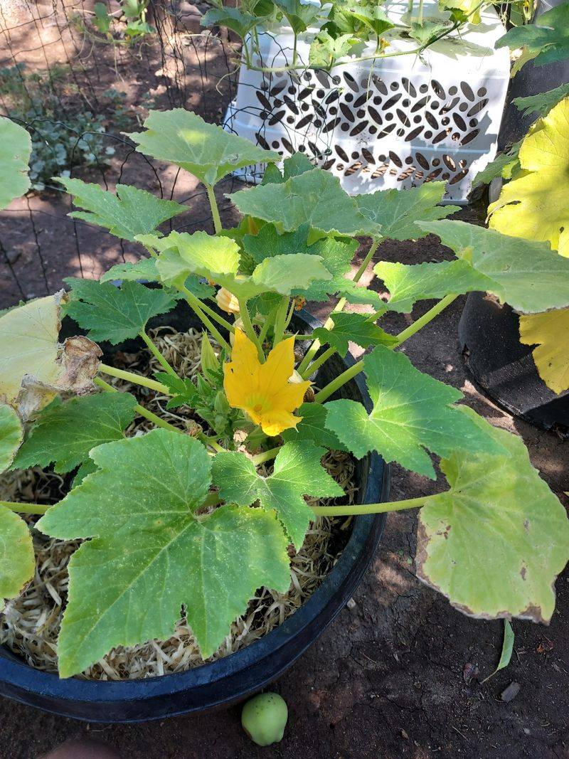 Overfeeding Late-Season Plants