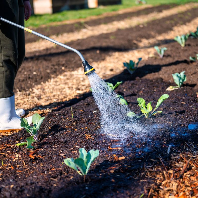 Watering Too Frequently
